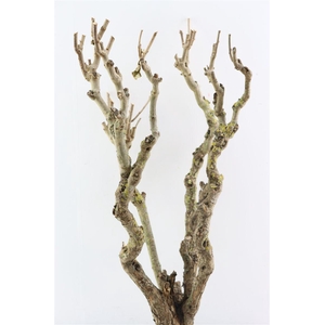 Seringenhout 70/80cm P/tk