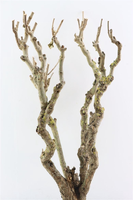 <h4>Seringenhout 70/80cm P/tk</h4>