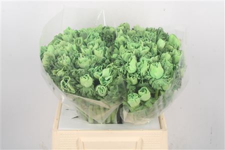 <h4>Anemone Powder Green</h4>