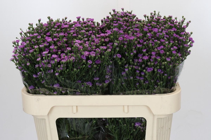 <h4>Aster Baby Pink</h4>