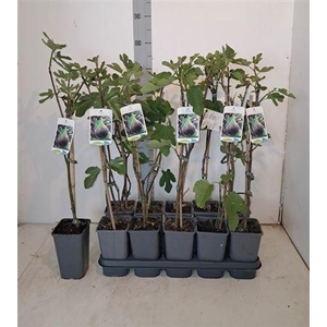 Ficus Carica Vijgen