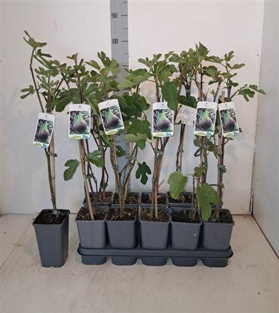 <h4>Ficus Carica Vijgen</h4>