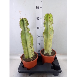 Euphorbia ingens 'Variegata'