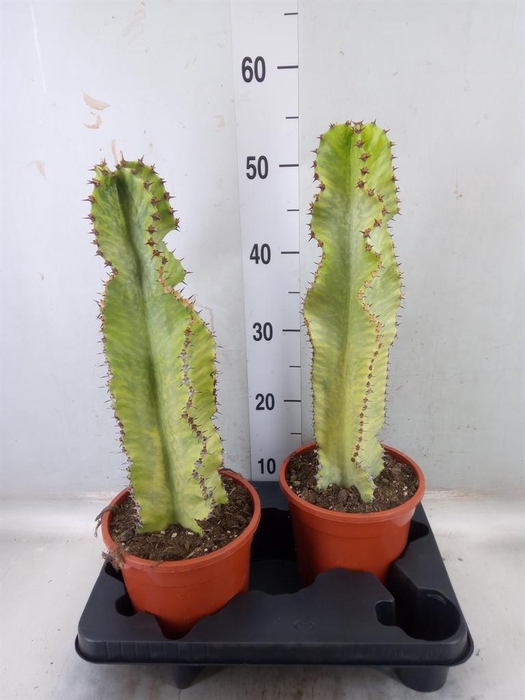 <h4>Euphorbia ingens 'Variegata'</h4>