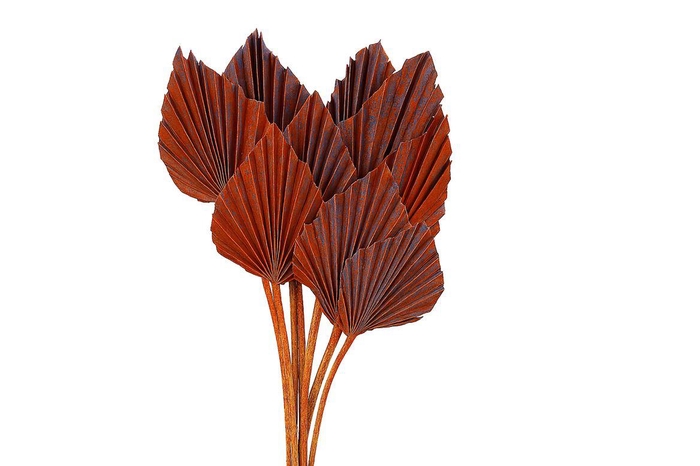 <h4>Dried Artz Palm Spear 10pc Mondriaan Bunch</h4>