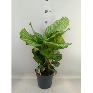 Calathea orbifolia