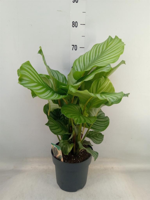 <h4>Calathea orbifolia</h4>