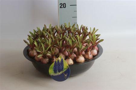 <h4>Arr Muscari</h4>