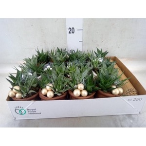 Arr.   Kamerplant Groen L%