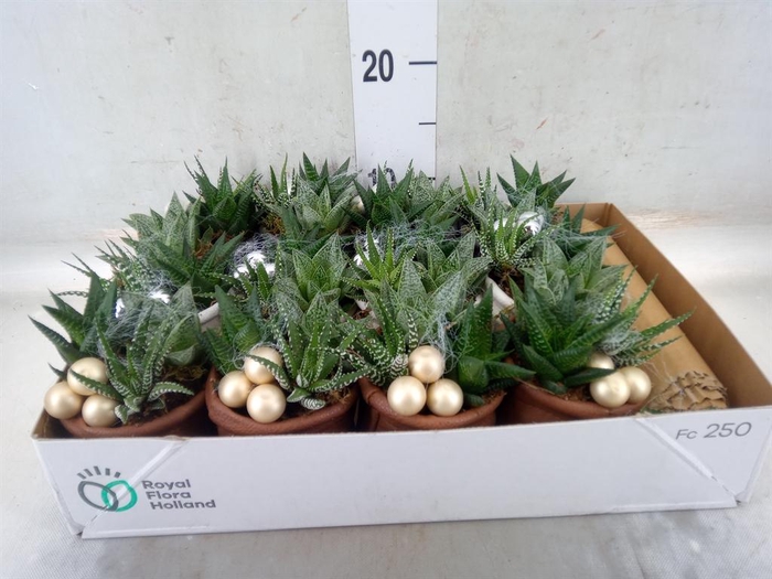 <h4>Arr. Kamerplant Groen L%</h4>