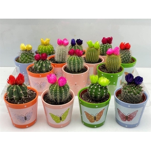 Cactus versierd