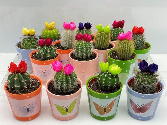 <h4>Cactus versierd</h4>