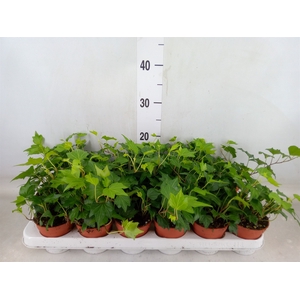 Hedera helix 'Green Ripple'