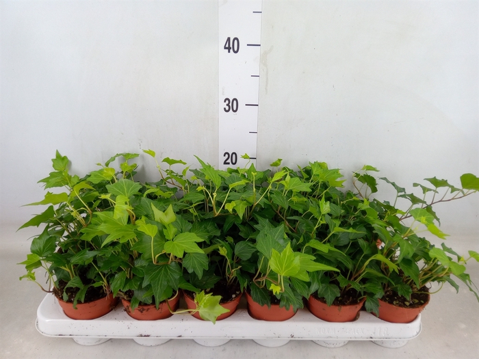 <h4>Hedera helix 'Green Ripple'</h4>