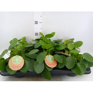 Pilea peperomioides
