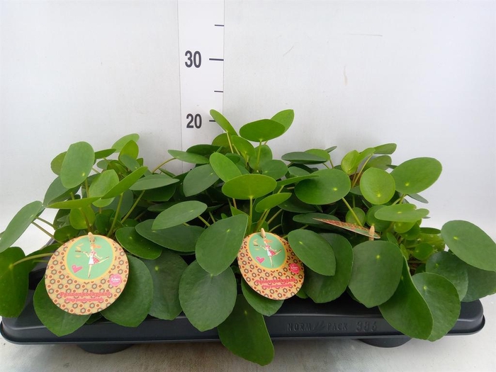 <h4>Pilea peperomioides</h4>