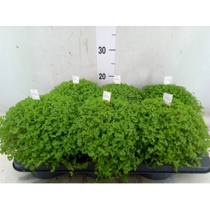Soleirolia soleirolii   ...green