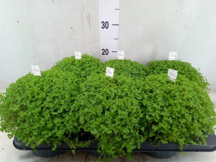 <h4>Soleirolia soleirolii   ...green</h4>