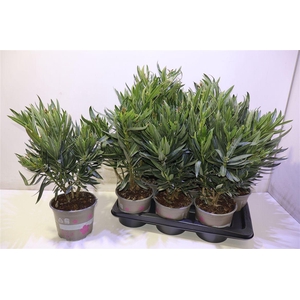 arr8 Nerium Oleander Ov