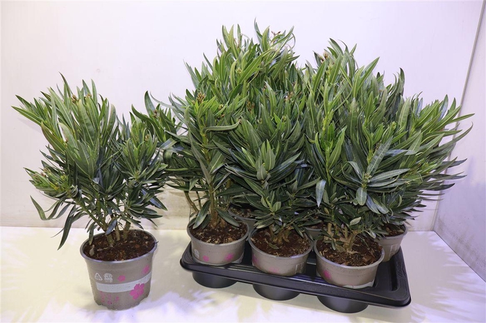 <h4>arr8 Nerium Oleander Ov</h4>