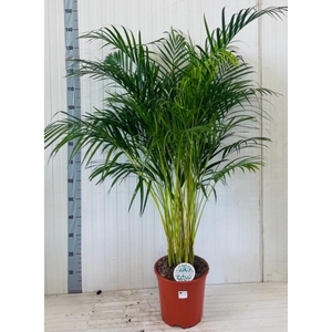 Areca lutescens 27Ø 160cm 25pp