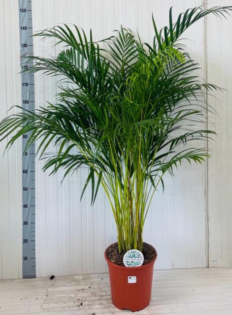 Areca lutescens 27Ø 160cm 25pp