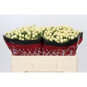 Hypericum Cool Romance