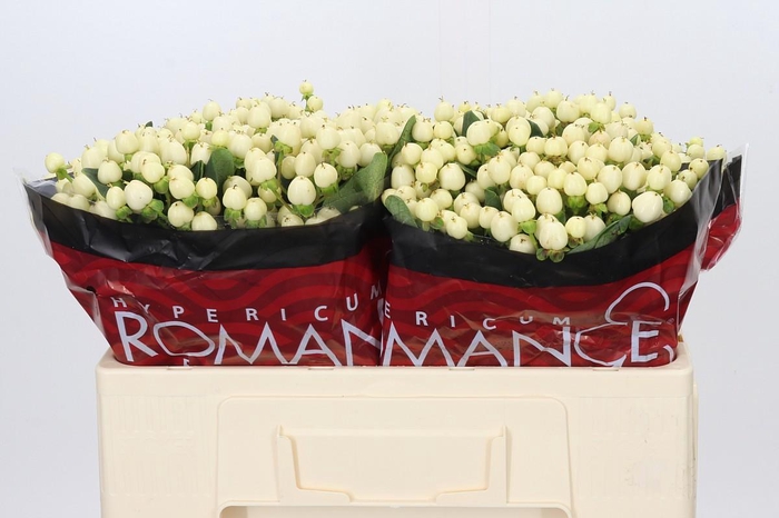 <h4>Hypericum Cool Romance</h4>