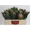 Protea Susara