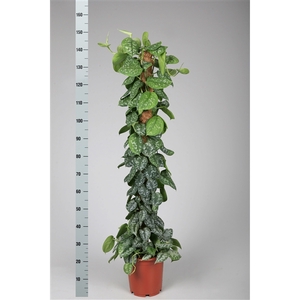 scindapsus pictus trebie 150 cm mosstok