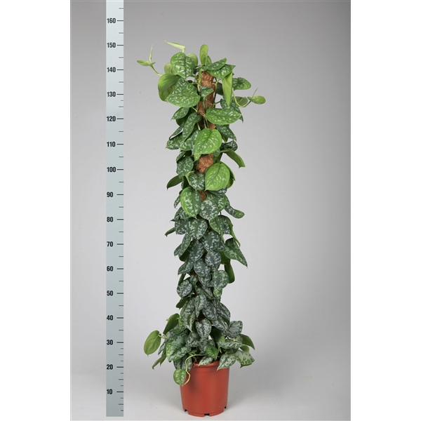 <h4>scindapsus pictus trebie 150 cm mosstok</h4>