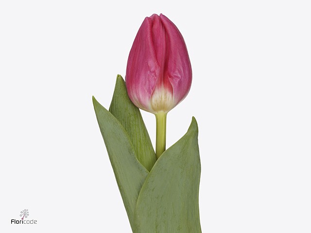 Tulipa si sirikit