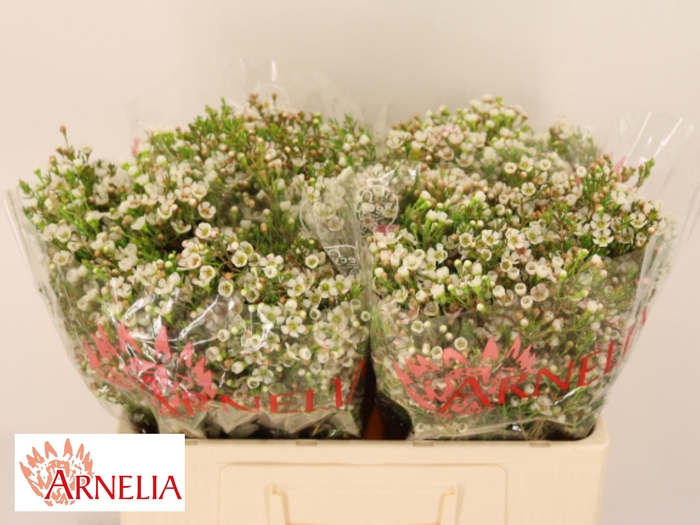 <h4>CHAME MORNI DELIGHT</h4>