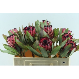 Protea Ruby Princess