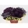 Nutans Painted Aubergine