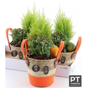 Arr Tuinplanten