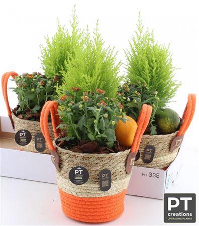 <h4>Arr Tuinplanten</h4>