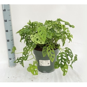 MONSTERA ADANSONII
