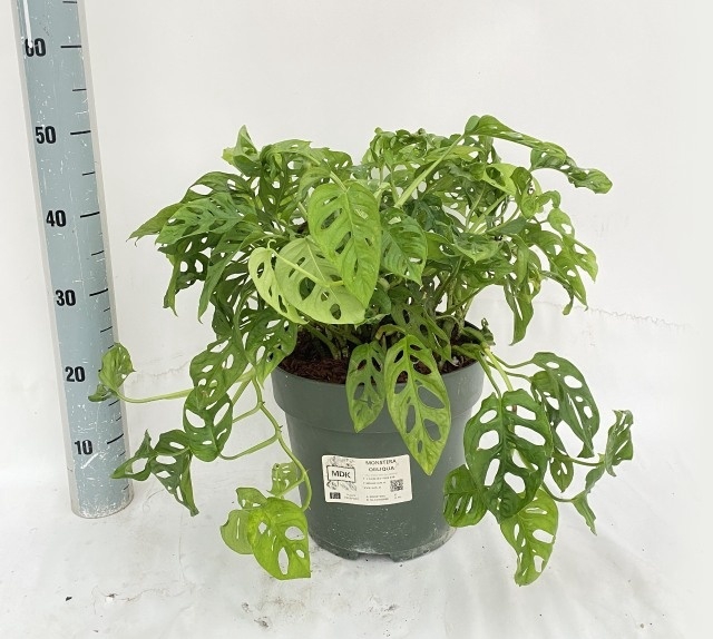<h4>MONSTERA ADANSONII</h4>