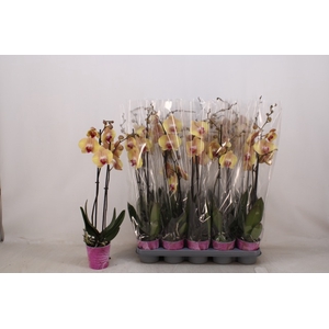 PHAL OV ORANJE