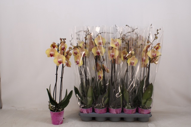 <h4>PHAL OV ORANJE</h4>