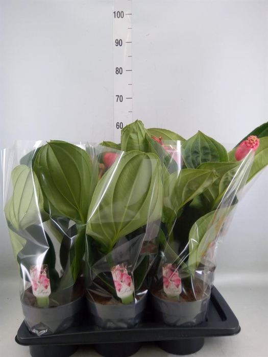 <h4>Medinilla magn. 'Flamenco'</h4>