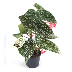 BEGONIA MACULATA P12 SILVER