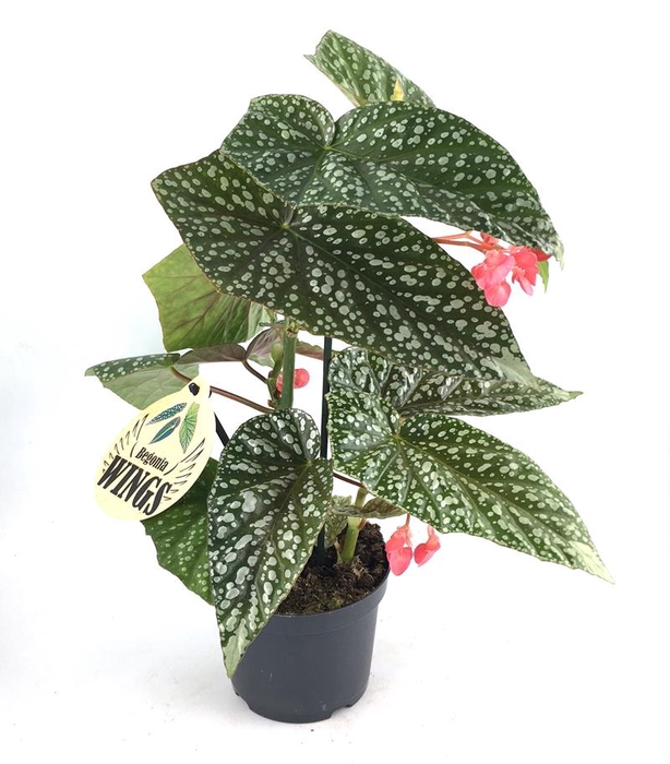 BEGONIA MACULATA P12 SILVER
