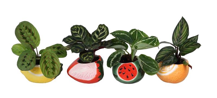 CALATHEA MIX P6 L 66679