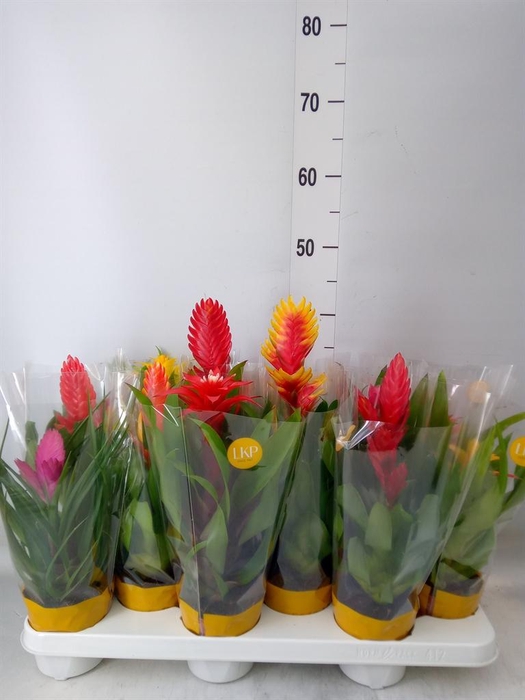 <h4>Bromelia   ...mix</h4>