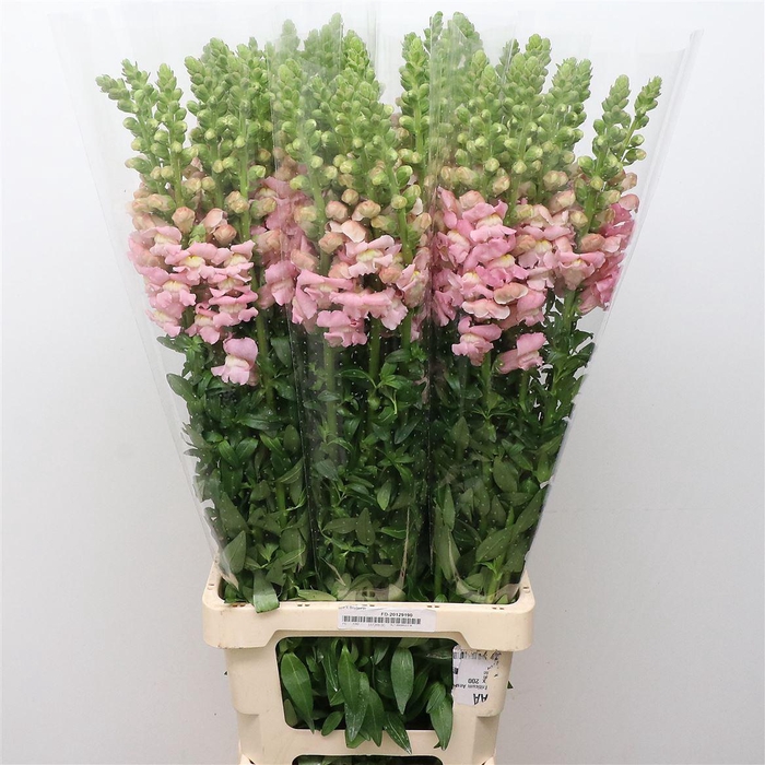 <h4>ANTIR OP LIGHT PINK</h4>