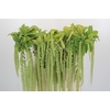 Amaranthus caudatus 'Viridis'
