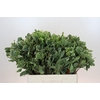 Pittosporum Ilan