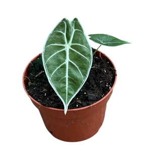 Alocasia Polly